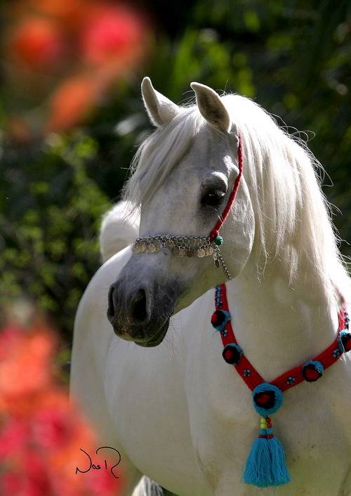 أول جاهة عشائرية لحل خلاف حصل من أجل حصان