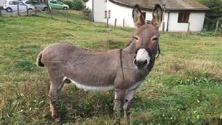 يؤخر معالم الشيخوخة.. أردنية تصنع صابونا من حليب الحمير