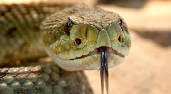 افعى تلدغ ثلاثيني في لواء بني كنانة وتدخله للعناية الحثيثة