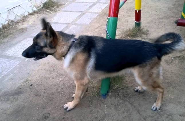 إصابة كلب بكورونا بمدينة الحسن الصناعية بالرمثا