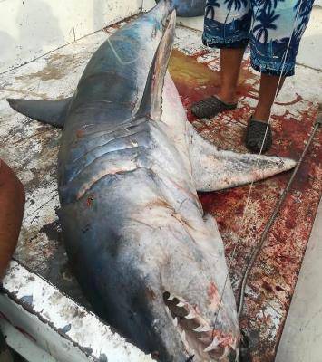 قرش تهاجم صيادا في العقبة... فيديو