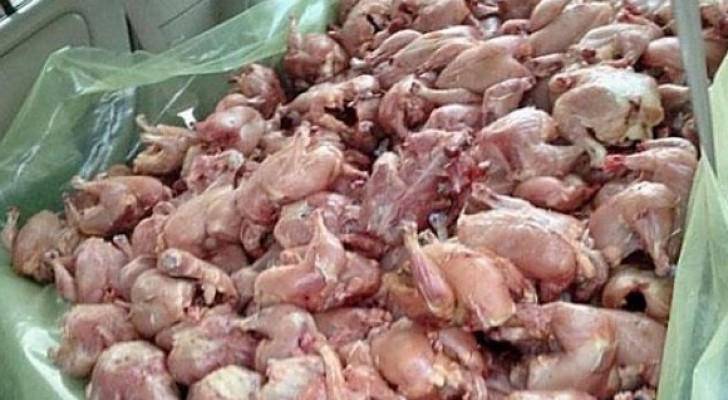 إتلاف 4300 كغم من الدجاج
