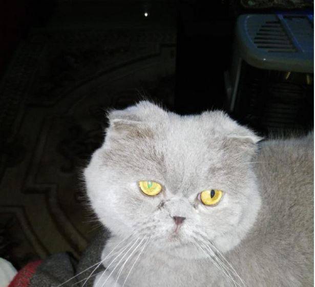 تطورات جديدة في قضية القطتين المعنفتين بوسي و دعبول و سابقة قضائية أخرى لم تحدث في الأردن