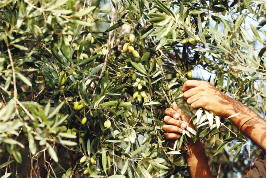 دعوة قاطفي الزيتون إلى ضرورة الالتزام بالإجراءات الوقائية