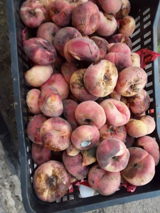 بلدية مادبا: لا تهاون في صحة وسلامة المواطن