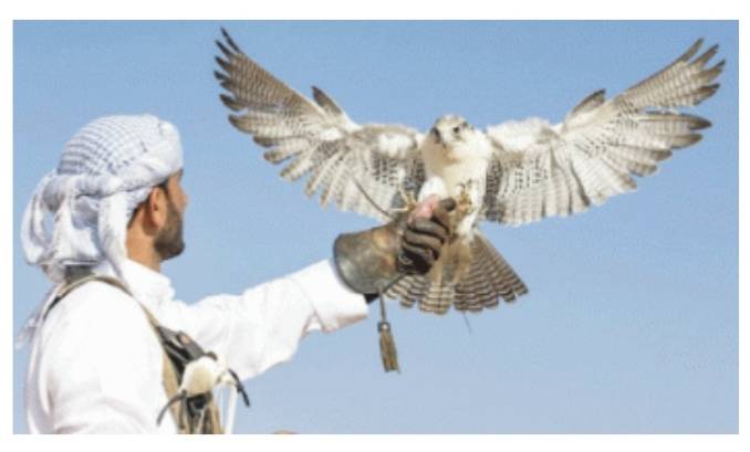 مزاد نادي الصقور في السعودية بدأ ويستمر 45 يوما