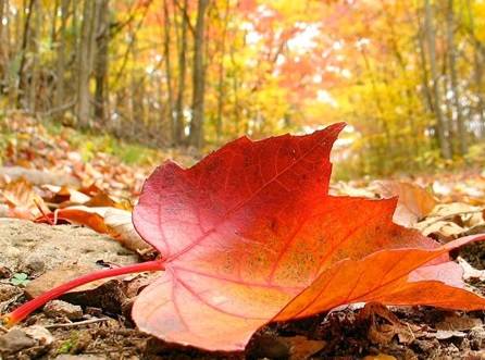 ارتفاع على الحرارة وطقس خريفي معتدل