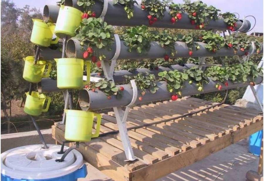 اطلاق مشروع صنارة للزراعة المائية بمخيم جرش