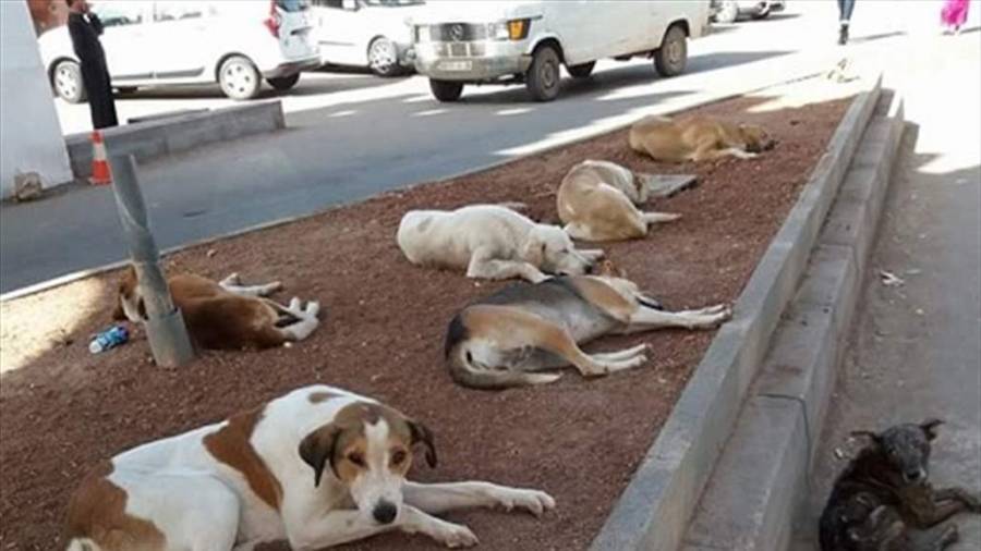 كلاب ضالة تنهش طفلاً بعمان