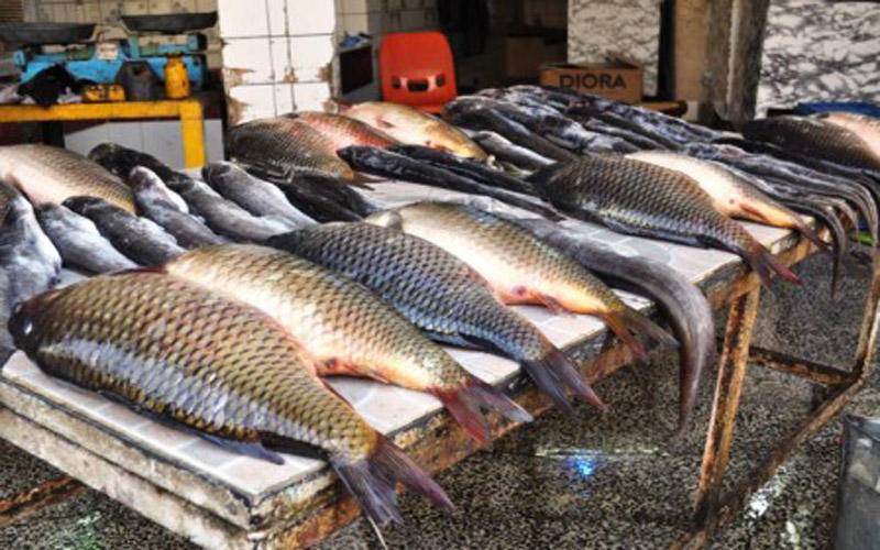 العراق.. اكتشاف فيروس يصيب الأسماك