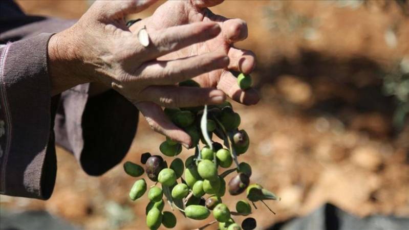 موسم الزيتون .. فرص عمل للمتعطلين ومصدر رزق لأسر فقيرة في إربد