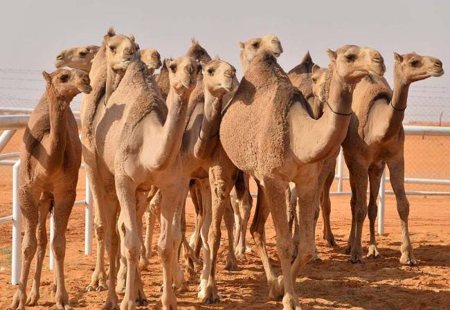 وزارة الزراعة تنوي تنفيذ مشروع ترقيم الإبل الكترونيا في الأردن