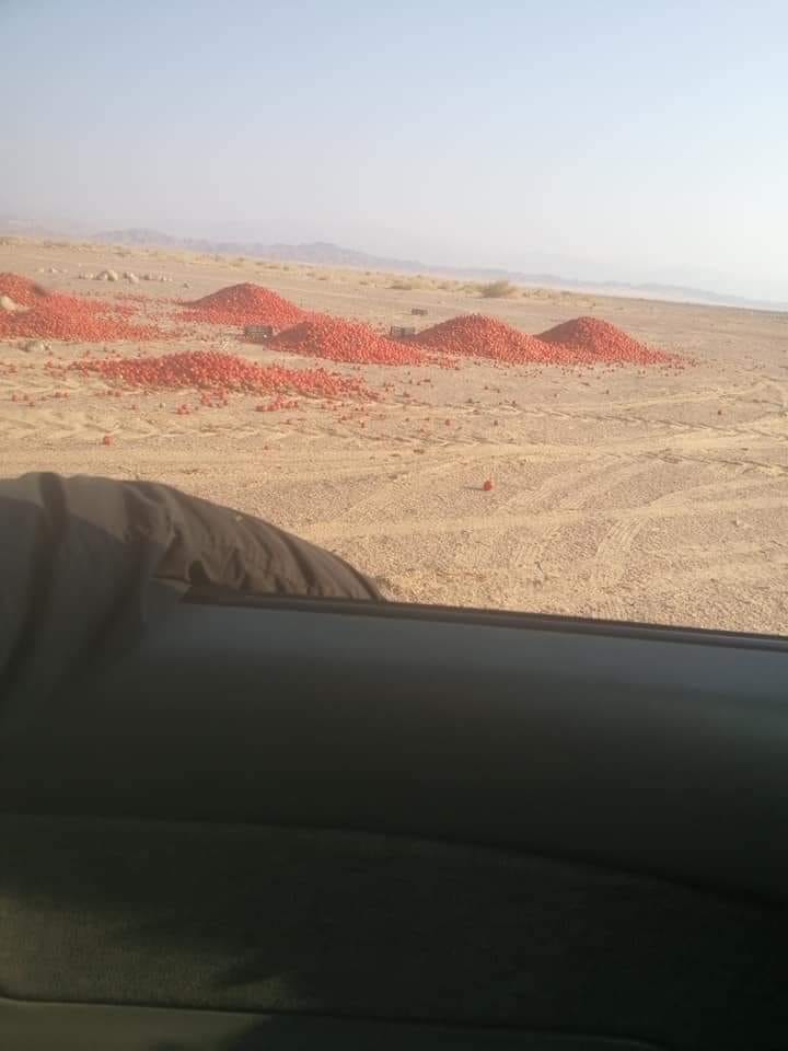 مزارعون يلقون البندورة بالصحراء احتجاجاً على عدم تغطية كلفتها .. صورة
