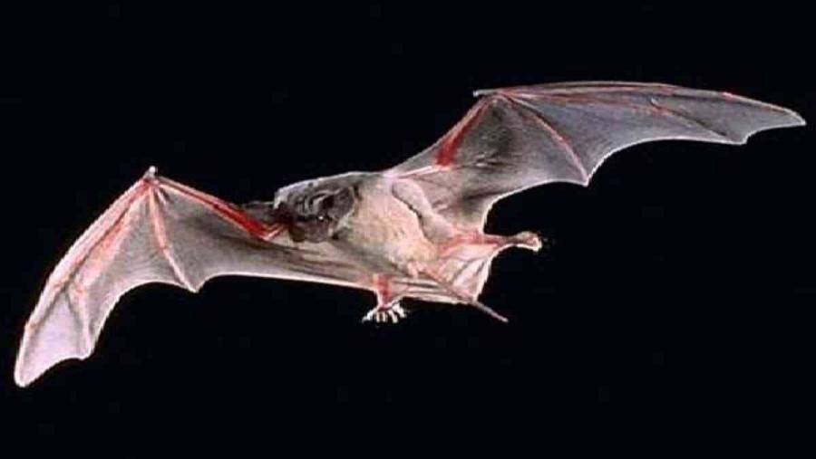 فيروس خفافيش جديد يظهر في فرنسا