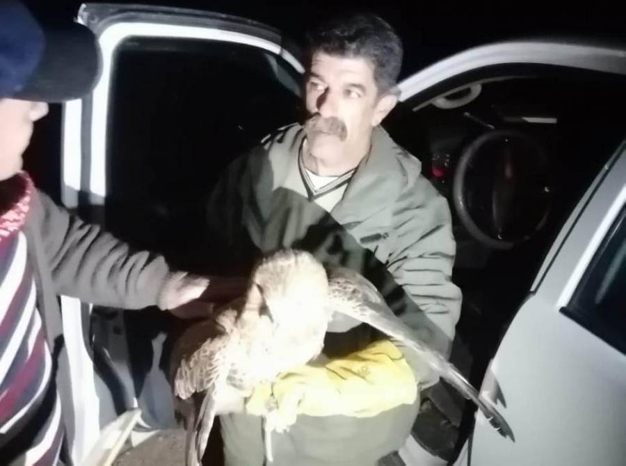انقاذ طير جارح علق على اسلاك الضغط العالي في إربد