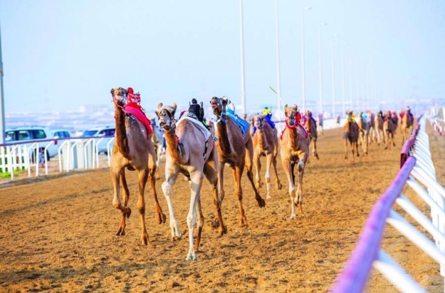 سباق للهجن في وادي عربة  الأسبوع المقبل