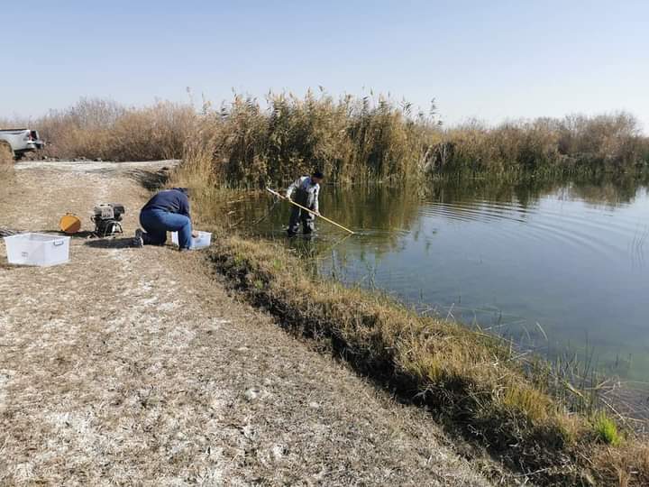 السمك السرحاني في الأزرق