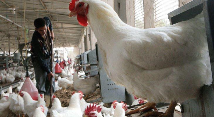 مطالبات بوضع سقوف سعرية لاسعار الدواجن