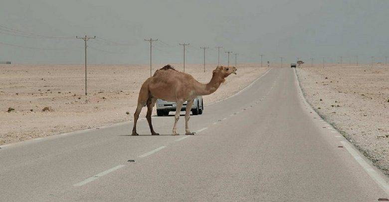 الطفيلة: انتشار الأغنام والابل على الطرق يتسبب بحوادث كارثية
