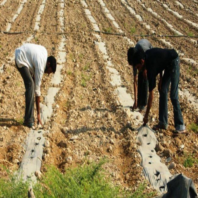 مزارعون : الحكومة تتعامل معنا وكأننا كائنات فضائية