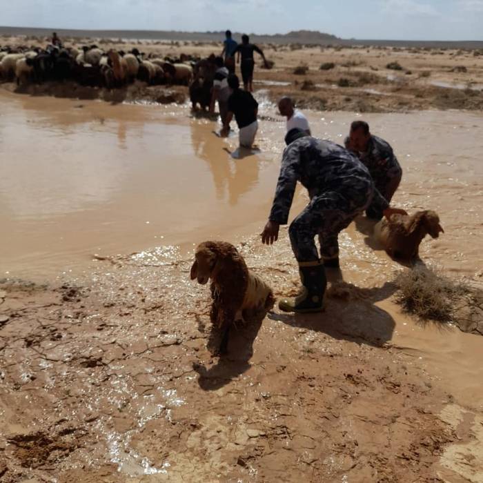 بالصور .. الدفاع المدني ينقذ 45 رأس غنم سقطت في بركة تجمع مياه أمطار