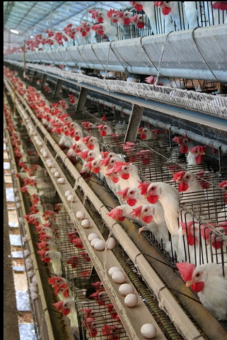 الصحة العالمية تحسم الأمر بشأن تفشي إنفلونزا الطيور بين البشر