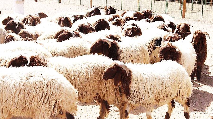 الحكومة: 9 كغم حصة الفرد السنوية من اللحمة