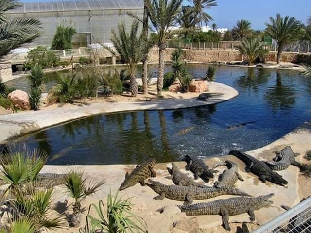 البدء بإنشاء متنزه للتماسيح في العقبة..تفاصيل