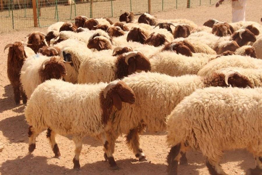 حنيفات: فتح الاستيراد لتخفيف الأسعار في رمضان