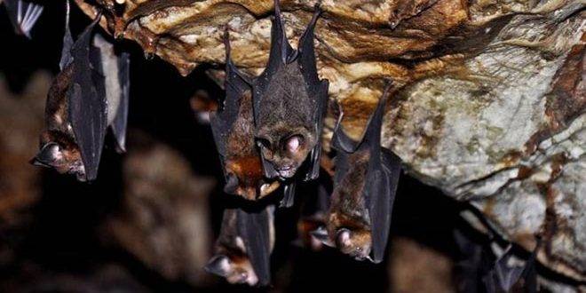 أستراليا.. تحذر مواطنيها من الخفافيش.. فيروس جديد يهدد بمرض خطير