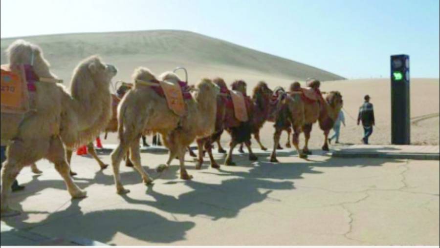 الصين تدشن إشارة مرورية خاصة بالإبل