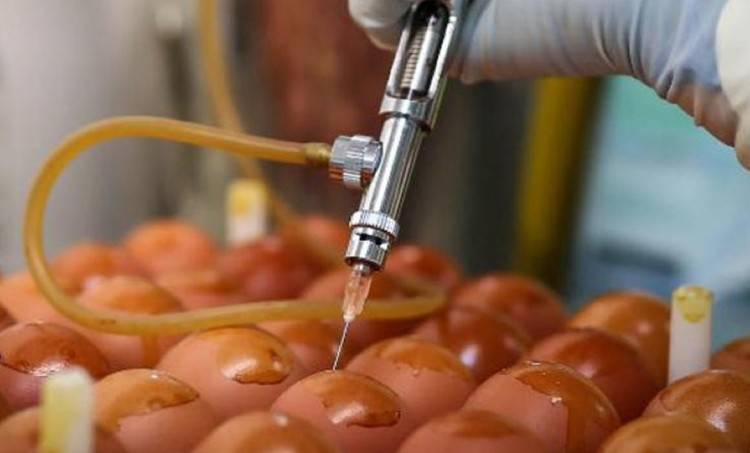 لقاح جديد لكورونا من بيض الدجاج