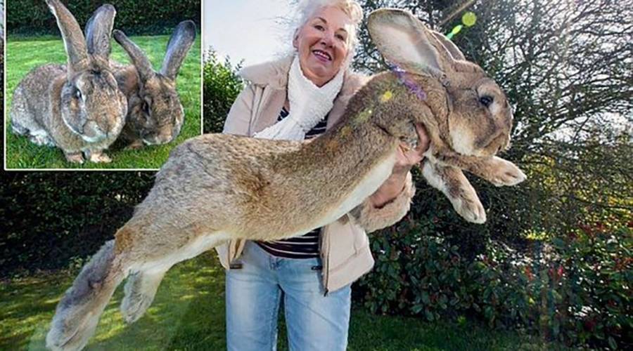 سرقة أكبر أرنب في العالم