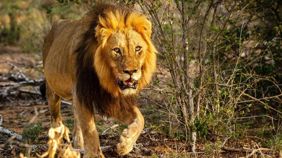 مصرع  سعودي تعرض لهجوم أسد