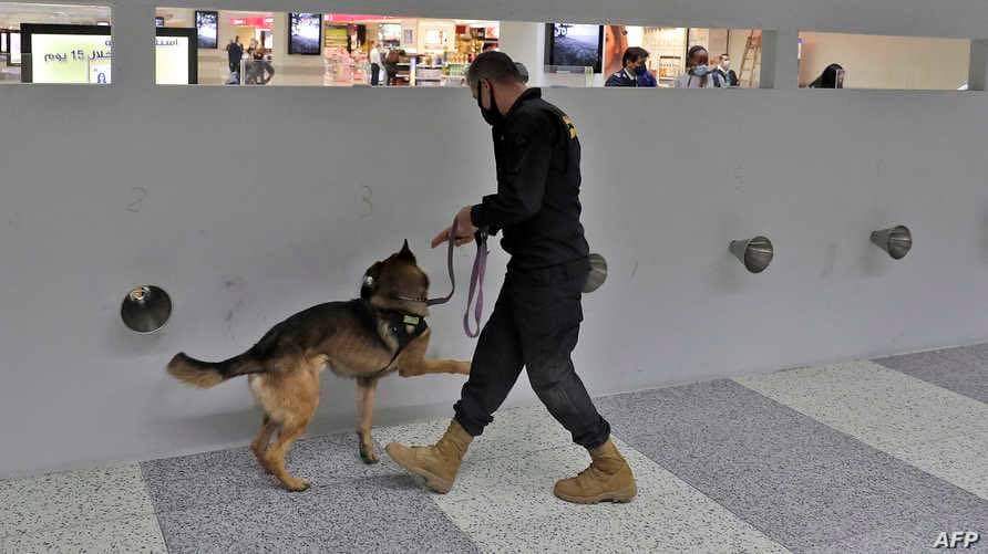 استخدام الكلاب في المطارات للكشف عن كورونا... دقتها تصل إلى 96 بالمئة