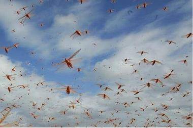 لبنان قلق من موجات جديدة من أسراب الجراد