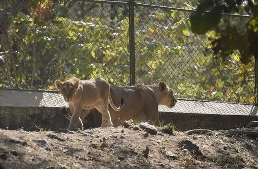 كورونا يتسلل للحيوانات في الهند.. إصابة 8 أسود في حديقة