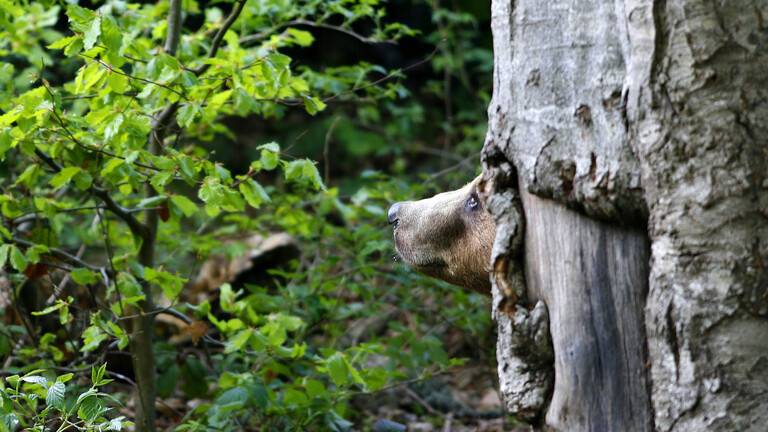أمير من إحدى أصغر الدول الأوروبية يواجه اتهامات بقتل أكبر دب في الاتحاد الأوروبي