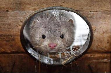 حرق ملايين جثث المنك في الدنمارك على مدى شهرين