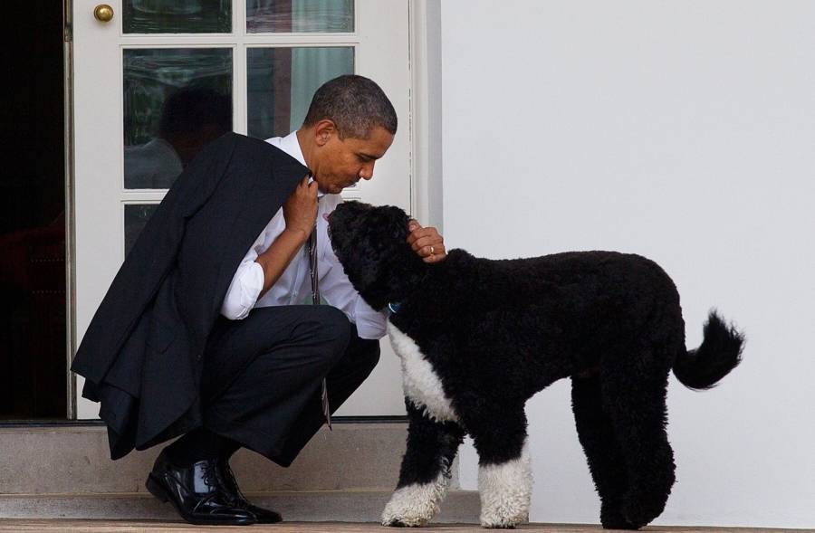 باراك أوباما رحل كلبي وكتب على تويتر «سأفتقده كثيرا».