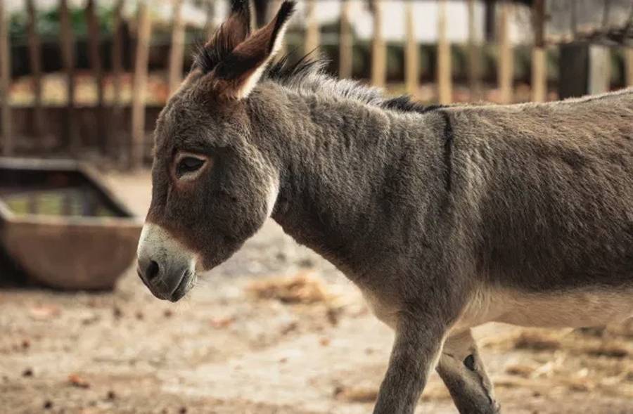 العالم يحتفل بيوم «الحمير»