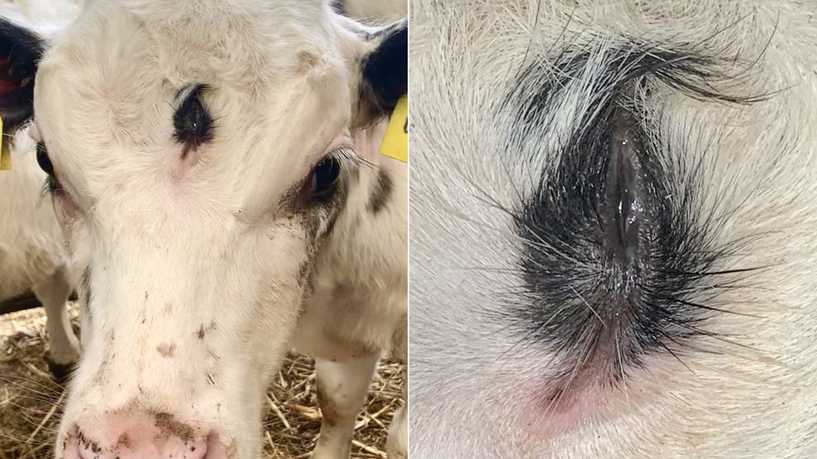 حالة نادرة...ولادة عجل بـ 3 أعين