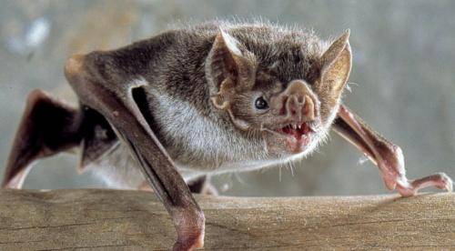 منظمة الصحة العالمية: لا إطار زمني للتحقيق في مصدر كورونا