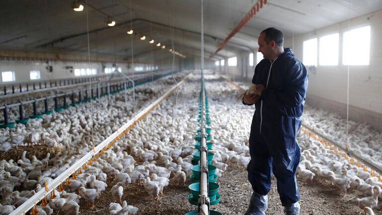 السعودية تحظر استيراد الدواجن الفرنسية