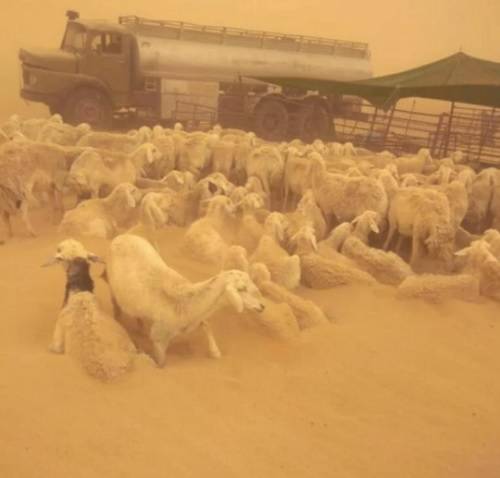 عاصفة الكويت الترابية تدفن الخراف  صور