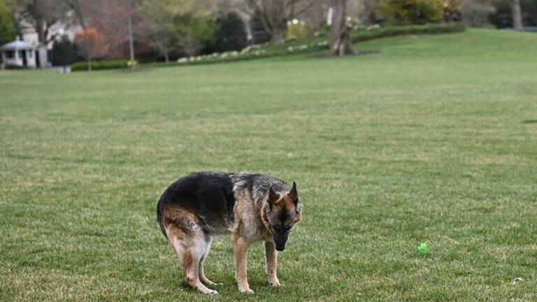 بايدن “ينعى” كلبه الشيبرد الألماني تشامب