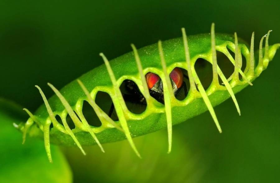 الفلبين تضبط نباتات آكلة اللحوم