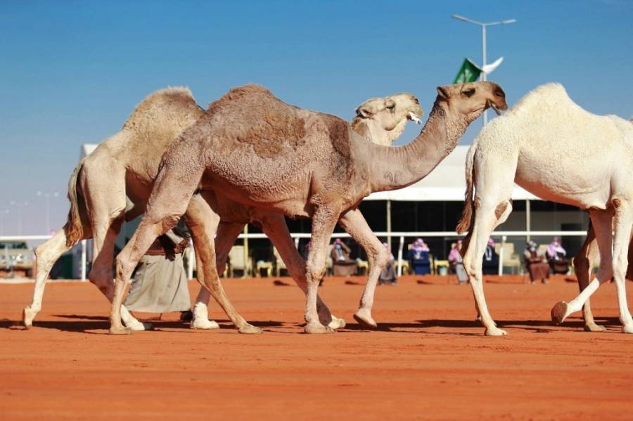 عرض بـ 5 ملايين ريال مقابل تأجير جمل في السعودية