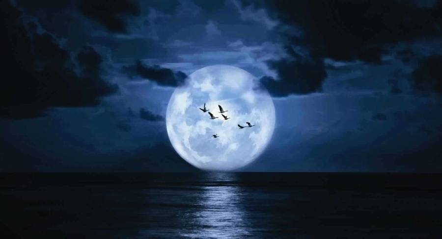 ماذا سيحدث للحياة إذا اختفى القمر؟