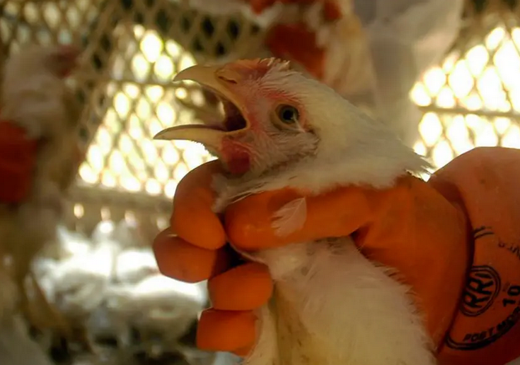 تسجيل أول وفاة بإنفلونزا الطيور بالهند